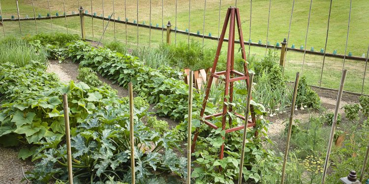 How To Protect Your Garden From Unwanted Animals
