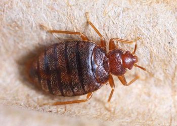 27 Interesting Bed Bugs Facts & Myths