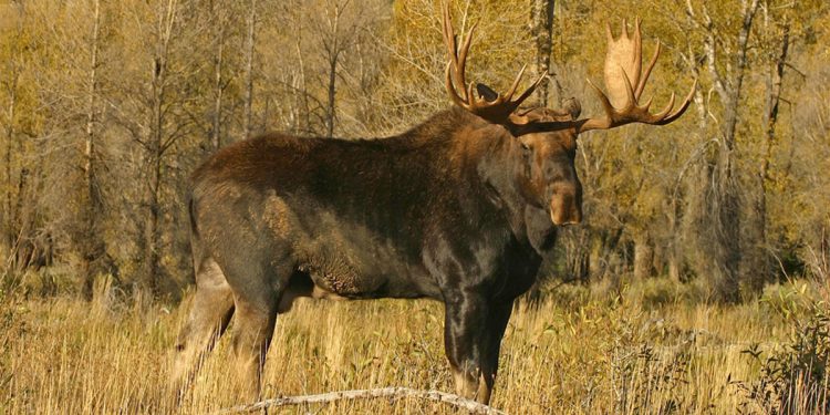 Stalking the Wilds Right: 5 Pro Tips for a Responsible Pursuit