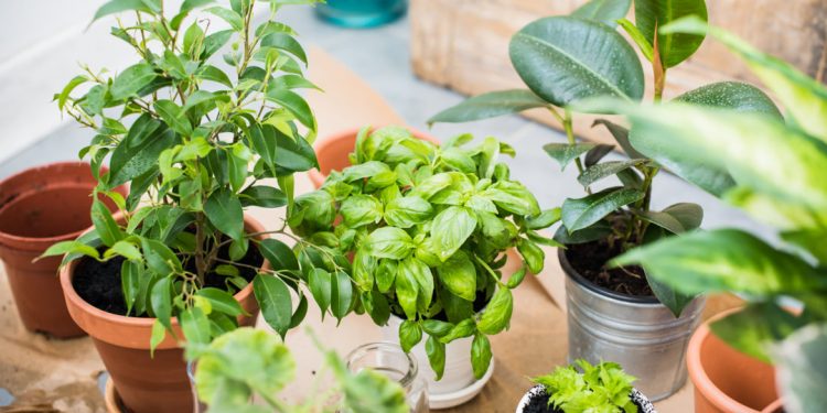 Natural plants in pots, green garden on a balcony. Urban gardening, home planting. Basil and celery regrow.