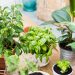 Natural plants in pots, green garden on a balcony. Urban gardening, home planting. Basil and celery regrow.