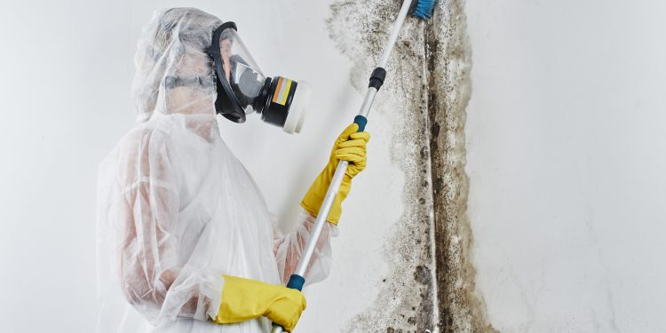 A professional disinfector in overalls processes the walls from mold with a brush. Removal of black fungus in the apartment and house. Aspergillus.