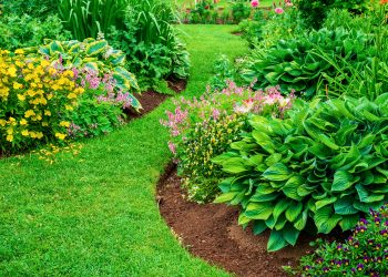 Perennial flower beds with lilies, hosta and bleeding hearts.