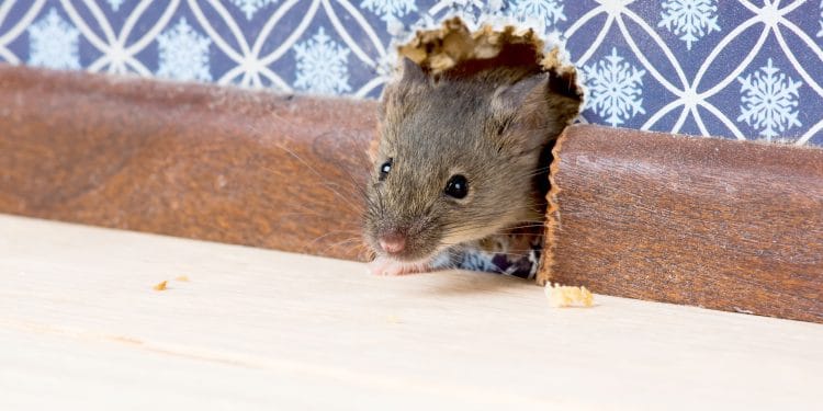 House Mouse  (Mus musculus)   gets into the room through a hole in the wall.
Of the hole until only the head is visible