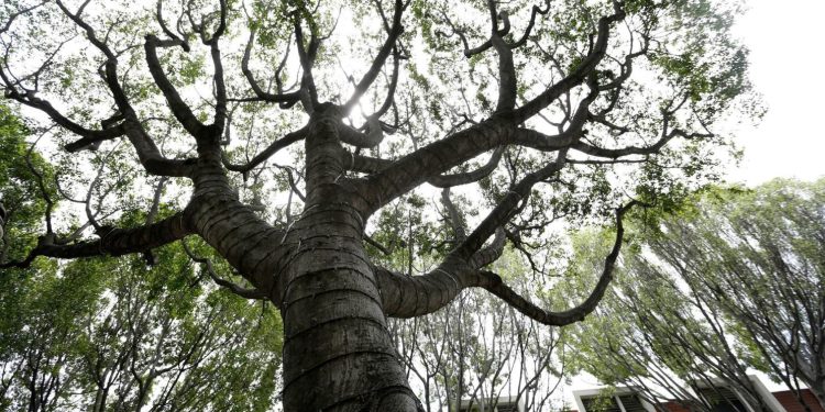 Branching Out: The Ethics and Techniques of Tree Extraction