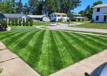 How to Upgrade Your Home’s Curb Appeal with a Lawn Renovation