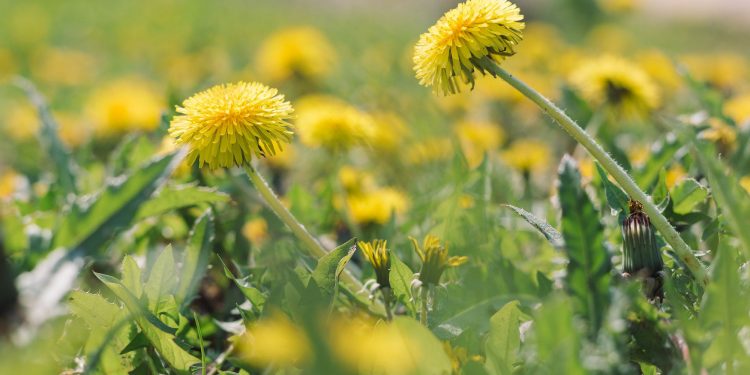 How to Use Weed killers?