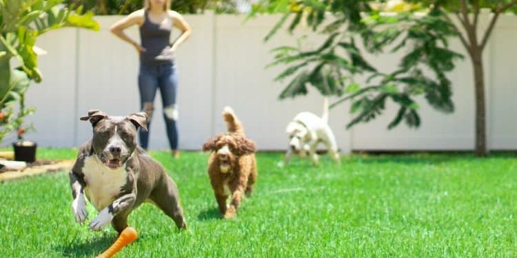 Renovating Your Yard For Your Pets