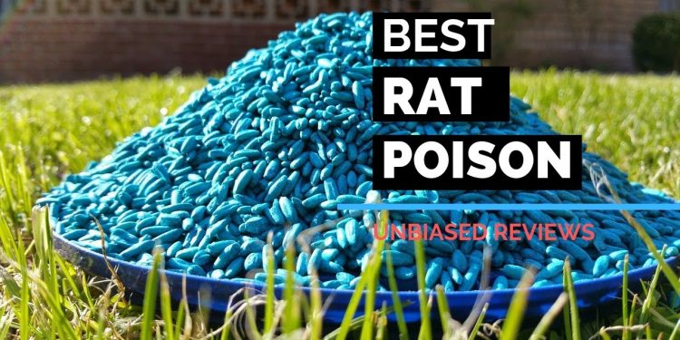 Best rat poison
