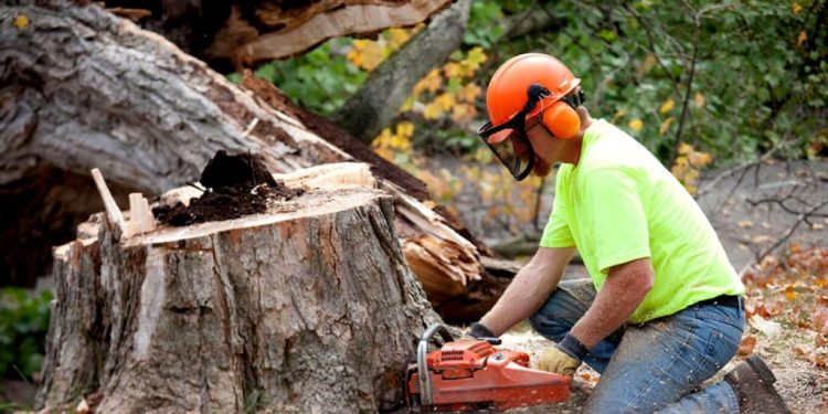 Tree Removal