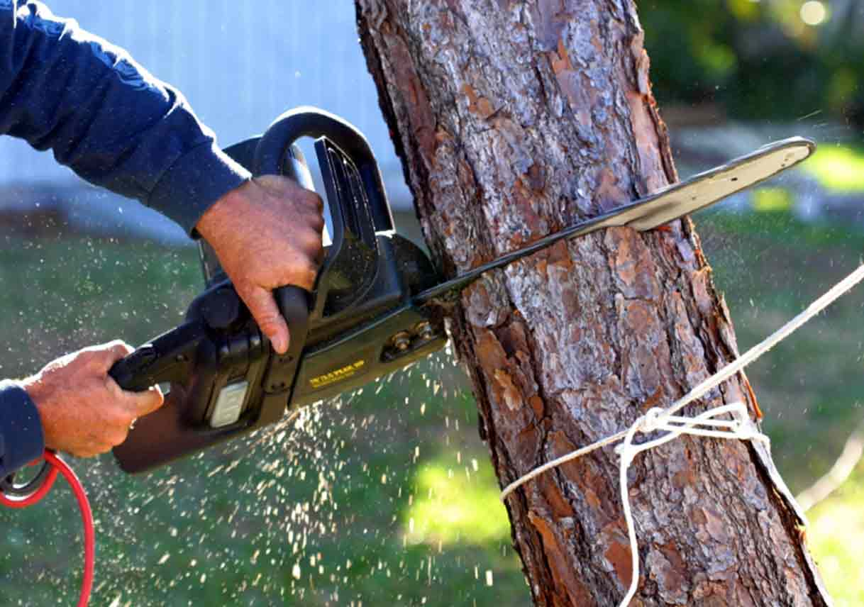 Tree Removal Enhances the Effectiveness of Drainage and Stormwater Systems