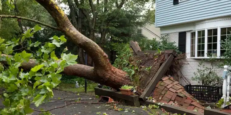 Unveiling the Truth: Will Your Homeowners Insurance Shield You from the Costs of Removing a Hazardous Tree?