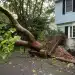 Unveiling the Truth: Will Your Homeowners Insurance Shield You from the Costs of Removing a Hazardous Tree?