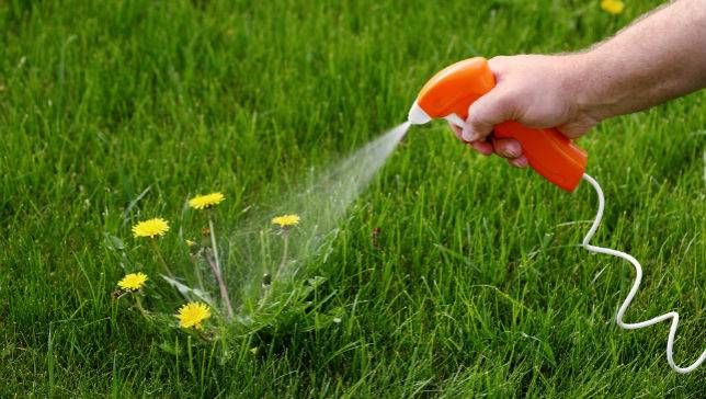 Best Weed Killer For Lawns