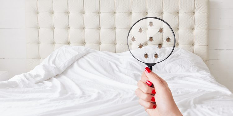 Insanitation concept. Woman holds lens, shows there are bugs in bedclothes, detects bad insects demonstrates dirty conditions. Dirtiness, unhygienic conditions and uncleanness