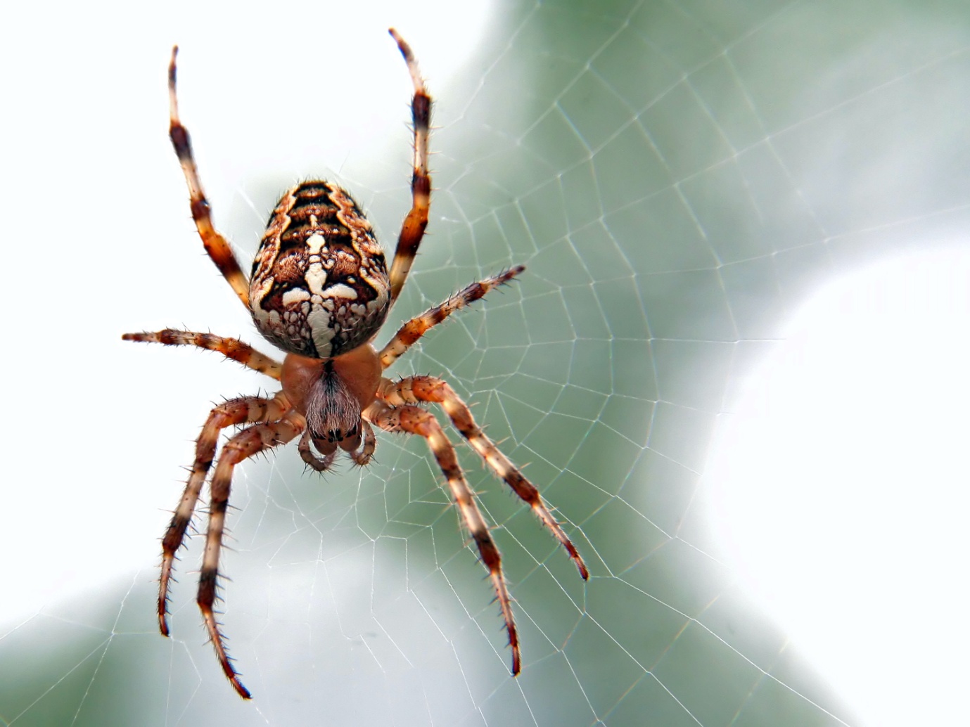 of-course-australia-has-drop-off-centers-for-deadly-spiders-wired