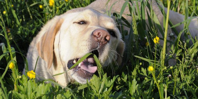 Dog in Grass