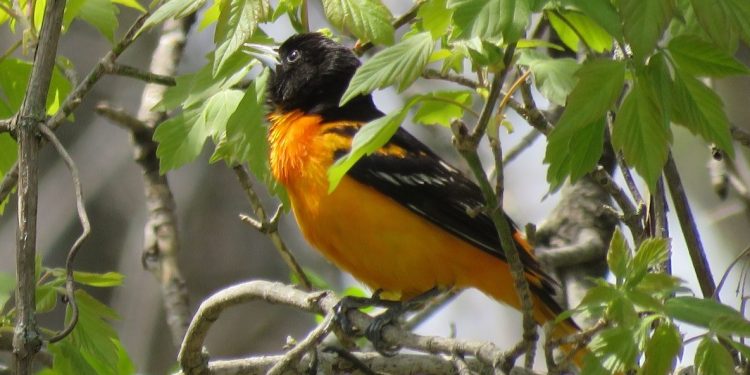 How To Transform Your Backyard Into A Birdwatchers Haven