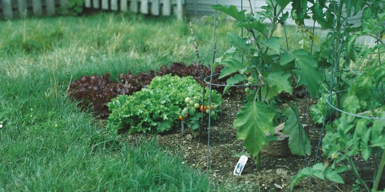 Designing a garden path