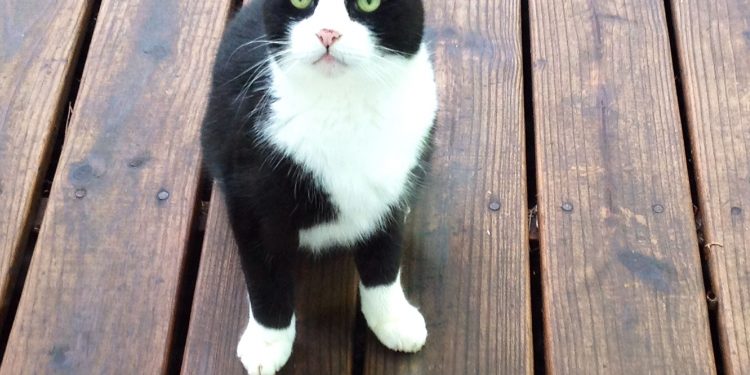 What to Do If Your Cat Is Leaving Mice Around the House