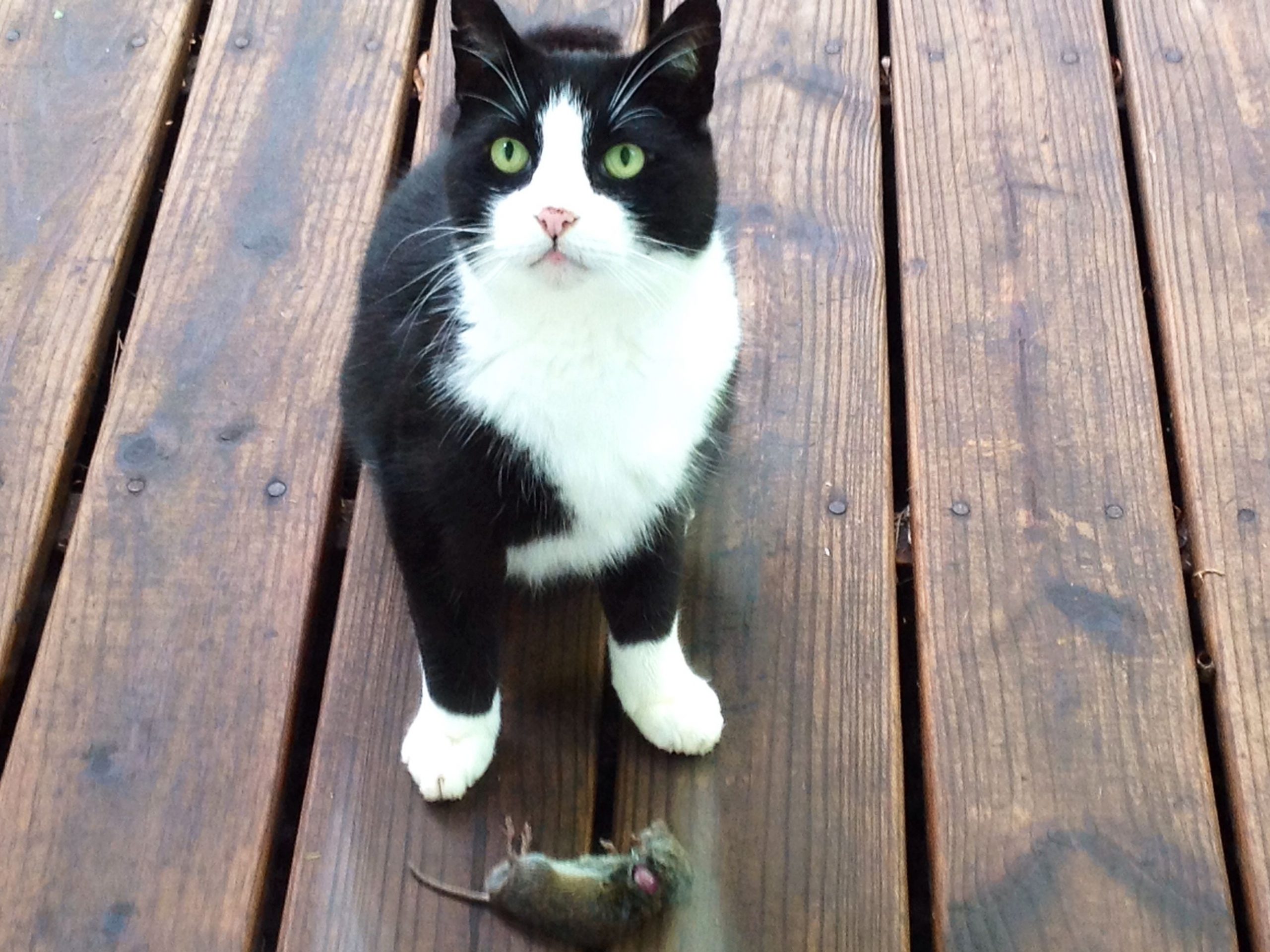 What to Do If Your Cat Is Leaving Mice Around the House