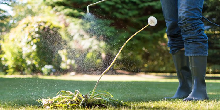 application of weed killer