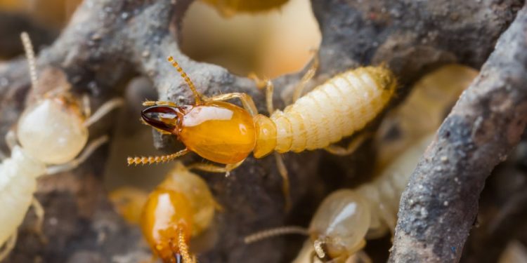 Where can I find pest control Jupiter FL?
