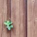 Wood, Ivy, Wood Fence, Paling, Boards, Nature
