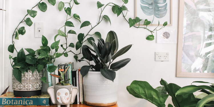 Bringing Nature Into Your Home With Indoor Gardening