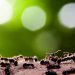 Pests To Watch Out for During Spring: Guide for Tenants