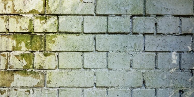 Common Types of Mold in the Home: Which Are Toxic and Which Are Harmless?