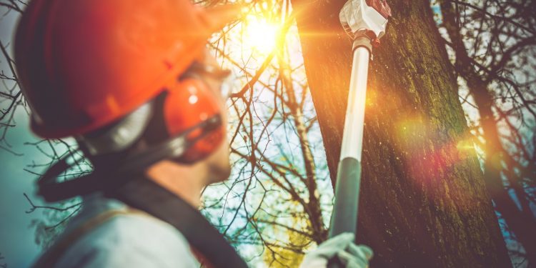 This Is How to Remove a Tree From Your Yard