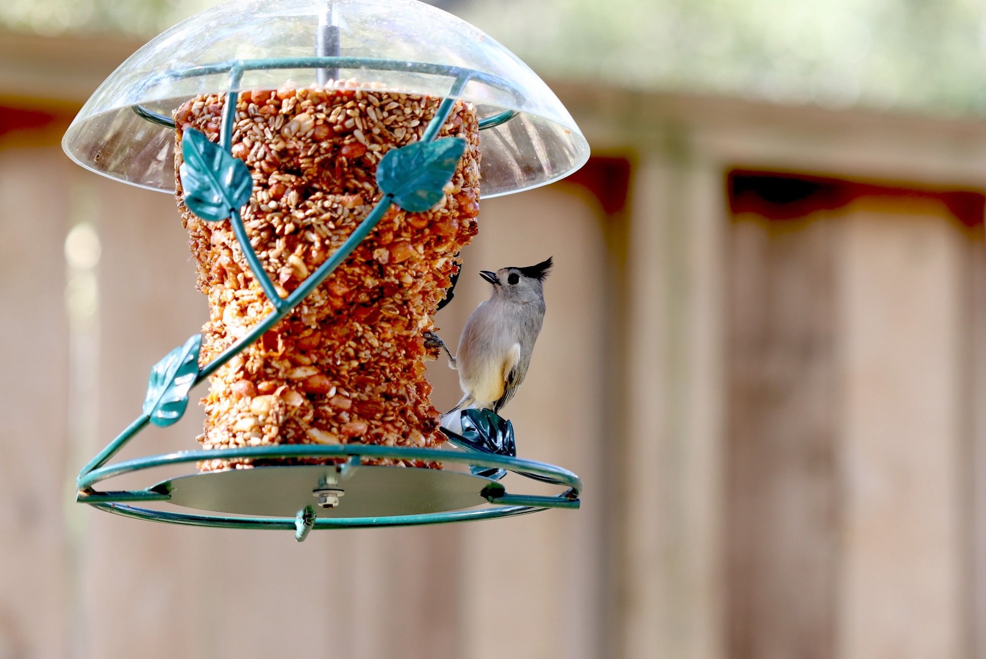 Why Won't Birds Come to My Feeder? 5 Common Mistakes You May Be Making