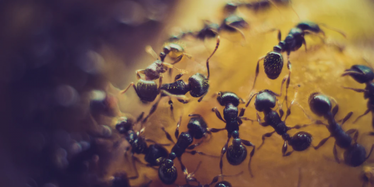 4 Common pest problems in your home and how to deal with them
